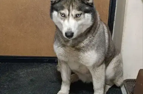 Найдена собака, Казань, фото: Найдена собака, Ферма-2, Казань - серо-белая с голубыми глазами