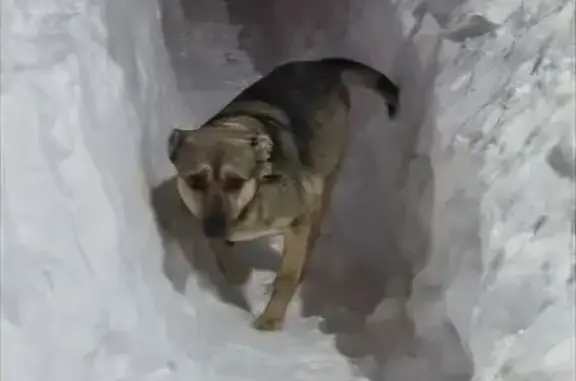 Собаки потеряшки, Щёкино, фото: Потеряшка собака, 2-я Луговая улица, Щёкино - коричневый кожаный ошейник