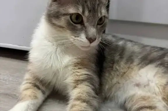 Пропал кот, улица Карла Маркса, 37, Белорецк - пугливый, вышел на улицу впервые - photo