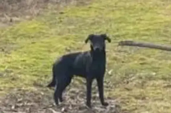 Найдена собака, Лесколово, фото: Найдена собака, Каменная улица, Лесколово - полностью черная, средних размеров