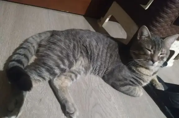 Пропала кошка, проспект Михаила Нагибина, 35А, Ростов-на-Дону - photo