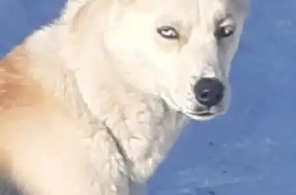 Найдена собака, Железня, фото: Найдена собака, Железня, Московская область - светло-песочный окрас