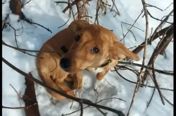 Найдена собака, Кемерово, фото: Найден собака, мужской, Угловая улица, 258, Кемерово - щенок с ошейником