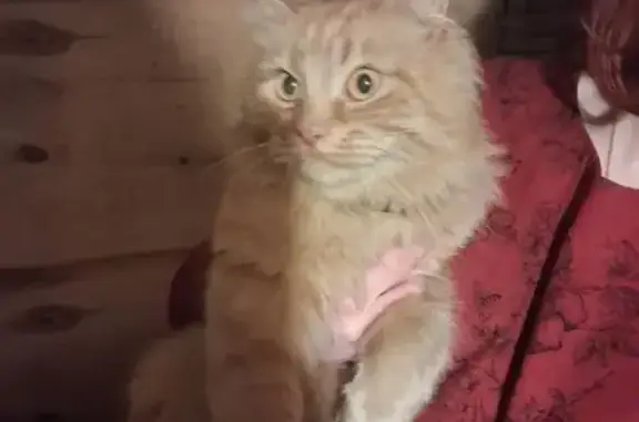 Найдена кошка, Домодедово, фото: Найдена кошка, улица Чехова, 6, Домодедово - пугливый кастрированный котик