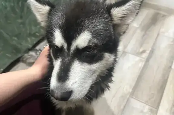 Найдена собака, Сочи, фото: Найден собака, Санаторная улица, 46, Сочи - мальчик подросток с кожаным ошейником