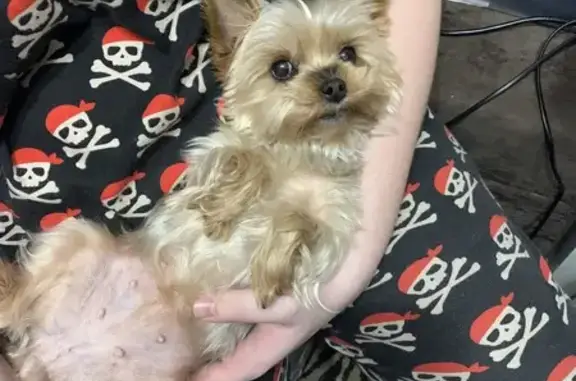 Пропала собака, улица Спутника, 4, Нижний Новгород - очень контактная - photo