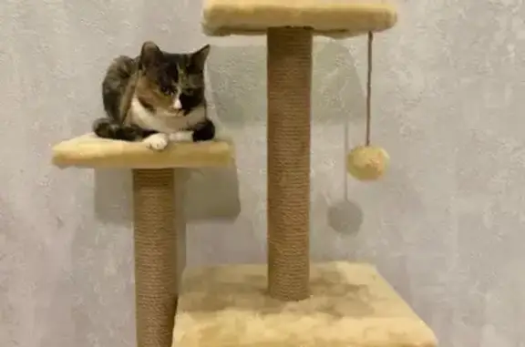 Кошки потеряшки, Петрозаводск, фото: Потеряшка кошка, улица Древлянка, Петрозаводск - трехцветная, 9 месяцев