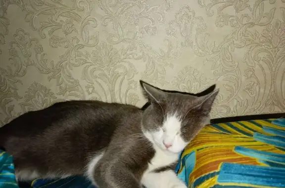 Пропала кошка, Коломенская улица, 7, Пермь - photo