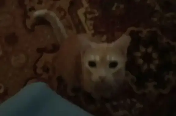 Пропала кошка, улица Гагарина, 25А, Сегежа - рыжая с спокойным характером - photo