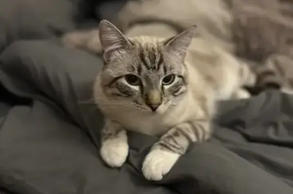 Пропал кот, Пионерская улица, 9/17, Санкт-Петербург - голубые глаза и полосатая мордочка - photo