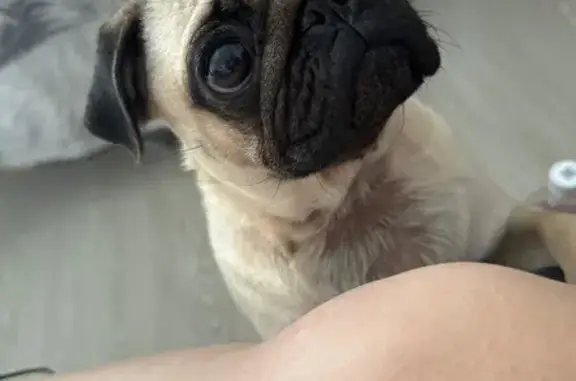 Пропала собака, Московская улица, Краснодар - добрая и активная - photo