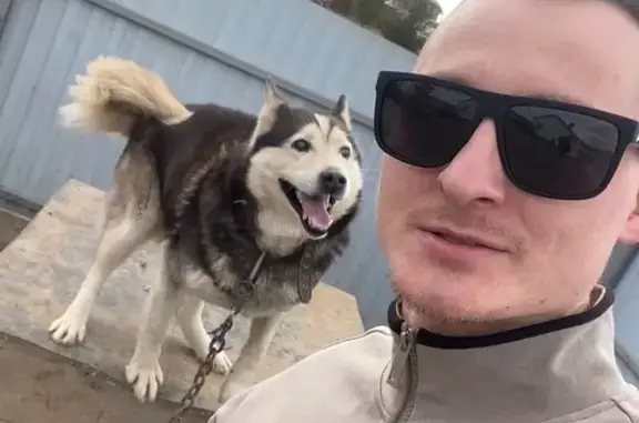 Пропал собака, Пермь, Пермский край - полностью слепой хаски - photo