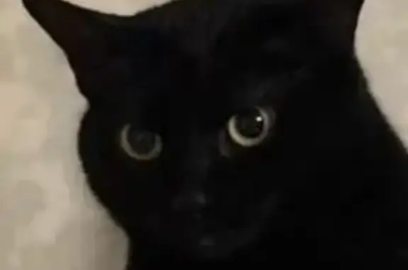 Пропала кошка, мужской пол, Большое Грызлово, Московская область - photo