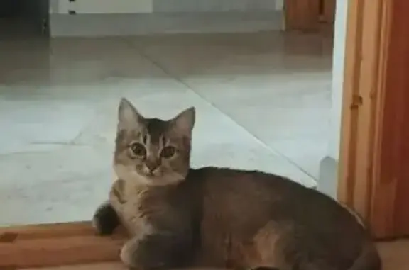 Пропала кошка, улица имени Сергея Есенина, 108/5, Краснодар - тёмно-коричневая шерсть - photo