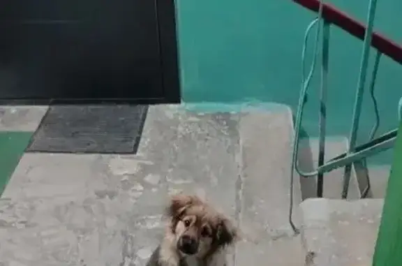 Найдена собака, Липецк, фото: Найден собака, улица Космонавтов, Липецк - ласковый и чистый