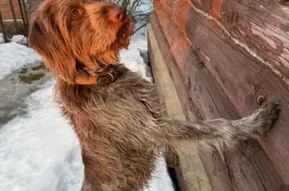 Пропала собака, женская, 19, Пустые Меленки - любит машины и кататься - photo