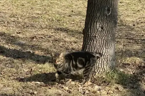 Найдена кошка, Москва, фото: Найдена кошка, Кожевническая улица, 17 с1, Москва - светло зеленый ошейник