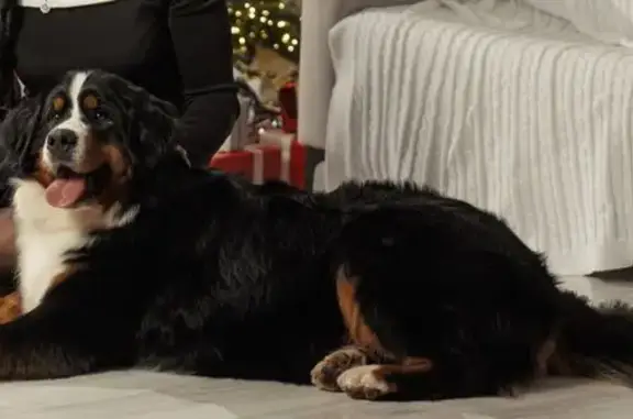 Пропала собака, М-8 — Винниково — Михалево, Дуравино, посёлок Грибково - черная, крупная с висячими ушами - photo