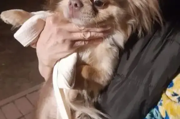 Найдена собака, Раменское, фото: Найден собака, Коммунистическая улица, Раменское - порода чихуахуа