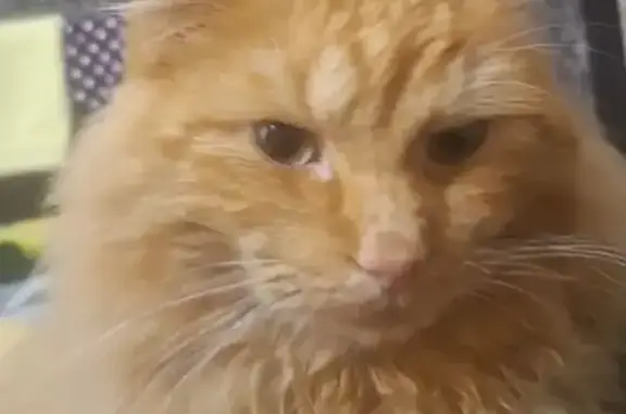 Пропал кот, Рязанское шоссе, 14, Спасск-Рязанский - пушистый и рыжий - photo