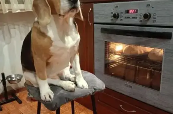 Пропала собака, Мало-Байдино, Частые - рыжая с белым пятном - photo