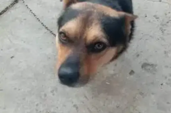 Пропал собака, Вишнёвая улица, 48, Краснодар - чепрачный окрас, откликается на кличку Бублик - photo