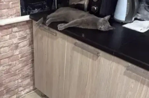 Пропала кошка, Калач, Воронежская область - серая британка с оранжевыми глазами - photo