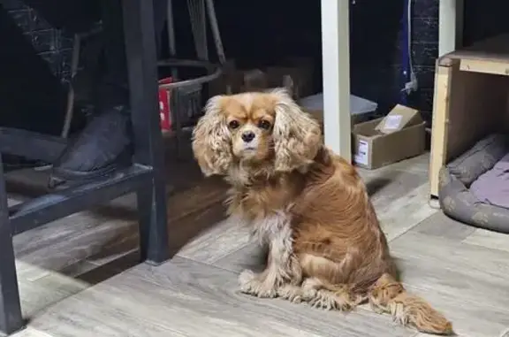 Пропал собака, Шлюзовская улица, 2, Волгодонск - рыжий американский спаниель - photo