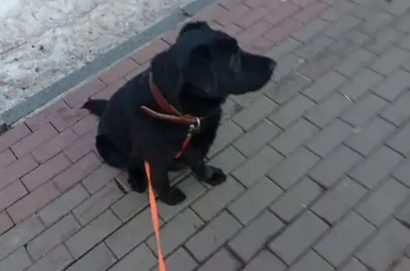 Найдена собака, Уфа, фото: Найдена собака женского пола, Уфа, Башкортостан - черная лабрадор