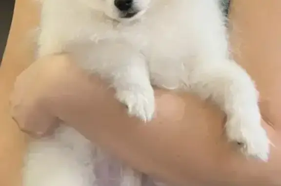 Собаки потеряшки, Иглино, фото: Потеряшка собака, Муксиново, Башкортостан - маленький белый шпиц, 8 месяцев