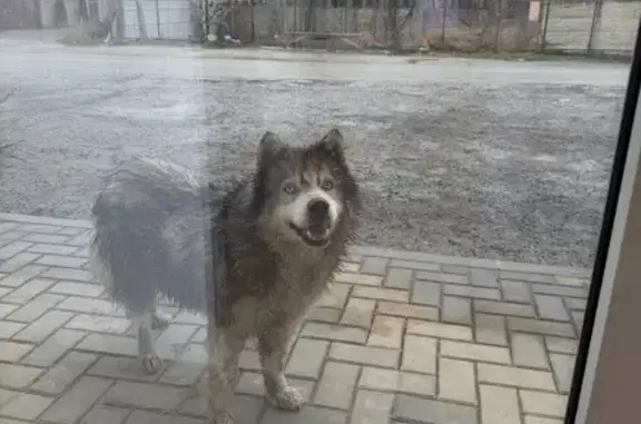 Найдена собака, Анапа, фото: Найдена собака, улица Верхняя дорога, 38А, Анапа