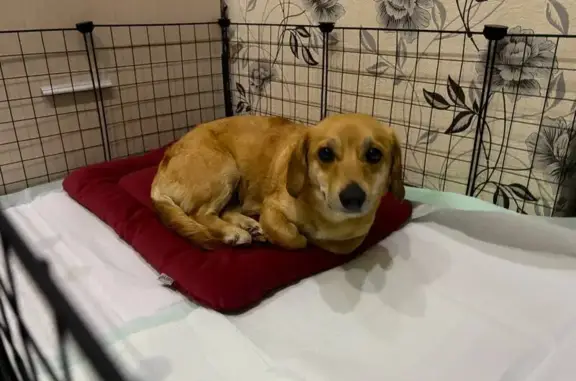 Найдена собака, Уфа, фото: Найдена собака, женская, улица Архитектора Калимуллина, 4, Уфа - рыжего окраса, приучена к пелёнке