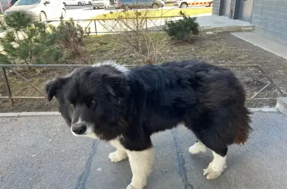 Найдена собака, Новогорелово, фото: Найден собака, бульвар десантника Вадима Чугунова, Новогорелово - серо-коричневый тигровый окрас