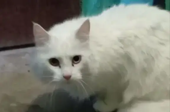 Найдена кошка, Тула, фото: Найден кот, проспект Ленина, 143Б, Тула - белый, на вид домашний