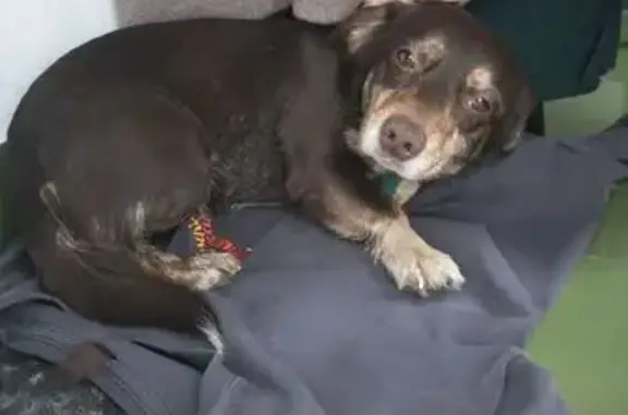 Найдена собака, Чебоксары, фото: Найдена собака, аллея Поколений, Чебоксары - маленькая шоколадная