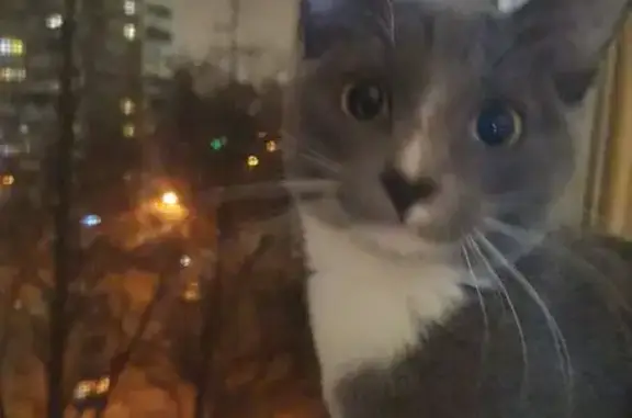 Пропала кошка, Харьковская улица, 3 к4, Москва - серо-белая - photo