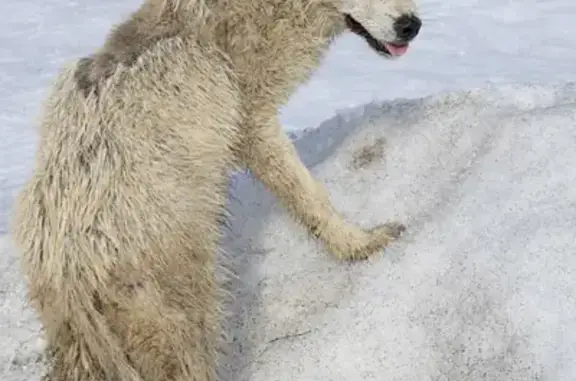 Пропала собака, Образцово, Московская область - боится людей - photo