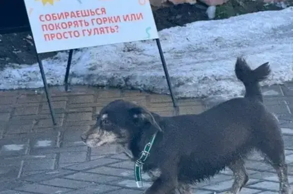 Найдена собака, Чебоксары, фото: Найдена собака, женская, проспект Максима Горького, Чебоксары - коричневого окраса, с синим ошейником