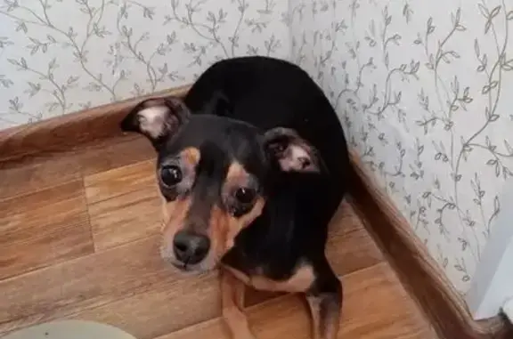 Найдена собака, Колпино, фото: Найдена собака женского пола, Тверская улица, 44, Колпино - коричневый окрас с бежевым