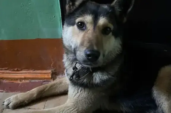 Найдена собака, Оренбург, фото: Найден собака, Карагандинская улица, 41, Оренбург - молодой кобель с коричневым ошейником