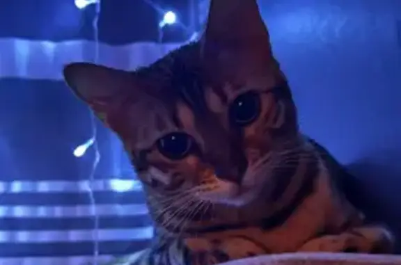 Пропала кошка, улица Румянцева, 9, городской округ Смоленск - пугливая и очень худая - photo