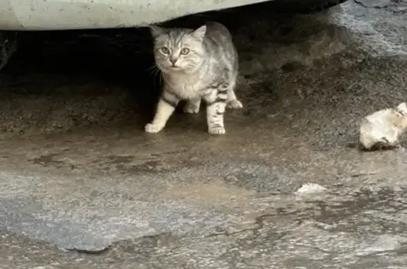 Найдена кошка, Уфа, фото: Найдена кошка, улица Зенцова, Уфа - мраморного окраса, ухоженная