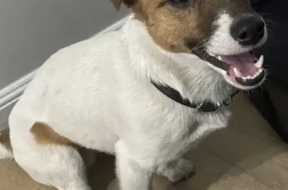 Найдена собака, Якутск, фото: Найден собака, проспект Ленина, 28, Якутск - домашний, грязный