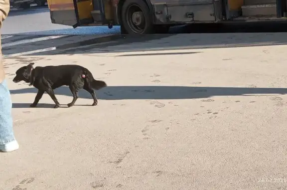 Найдена собака, Ижевск, фото: Найден собака, улица Холмогорова, 17А, Ижевск - черная с белой шерстью