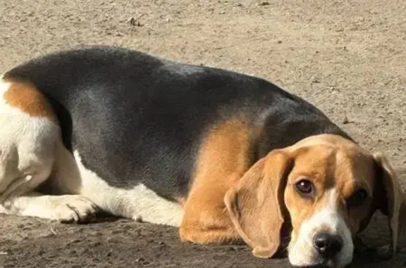 Найденные животные Балашиха, фото: Найден собака мужской, улица Маяковского, Балашиха - спокойная и ласковая