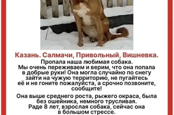 Собаки потеряшки, Казань, фото: Потеряшка собака, мужской, улица Чэчэк, 15, Казань - отзывается на кличку Рада