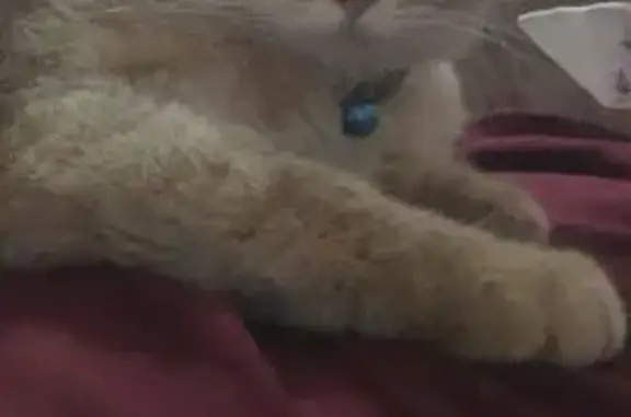 Пропал кот, Махачкала - жёлтый шиншил - photo