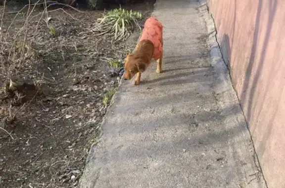 Найдена собака, Волгоград, фото: Найдена собака, проспект Ленина, Волгоград - рыжая в оранжевой кофточке