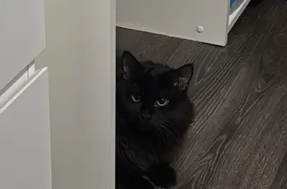 Пропал кот, улица Толстого, городской округ Пенза - черный длинношерстный, откликается на Локи - photo