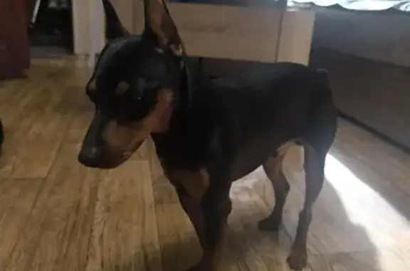 Найдена собака, Белгород, фото: Найден собака, Корочанская улица, Белгород - сильно плачет